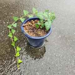 アイビー　ハートヘデラのサムネイル