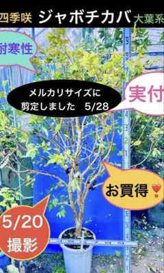 2026年最新】ジャボチカバ 小葉の人気アイテム - メルカリ