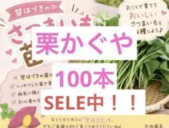 栗かぐや　100本　さつまいも苗　無農薬 栗かぐや 100本 さつまいも苗 無農薬 - メルカリ