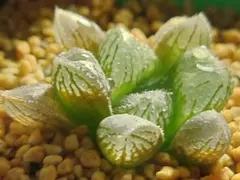 795 夏物語 カキコ多肉植物 ハオルチア アロエ - メルカリ
