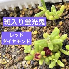 お値下げしましたドロサンテマム 2種類 斑入り蛍光兎 レッドダイヤモンド 発根済のサムネイル