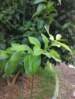 레몬 잎 (70 개 이상)