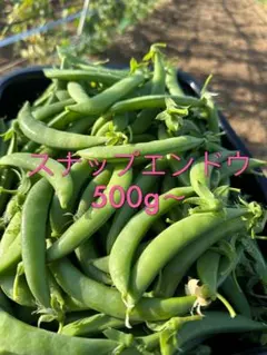 スナップエンドウ500g〜のサムネイル