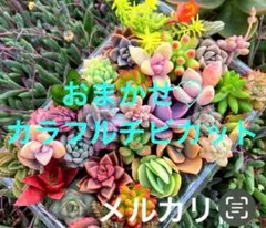 多肉植物　おまかせ♡カラフルカット苗　♡多肉弁当　♡寄せ植え苗セット