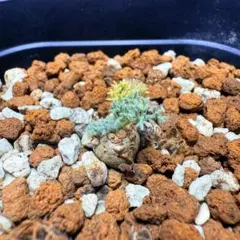 モンソニア ペニクリナム 実生