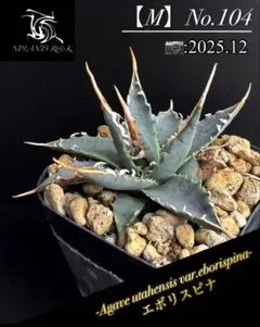 yas4manchu様エボリスピナ 3点 まとめ商品 2025年最新】ユタエンシス エボリスピナの人気アイテム - メルカリ