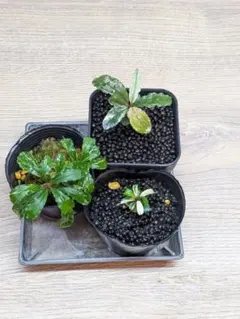 陰性水草の王様的存在【ブセファランドラ】高額種セット③ - メルカリ