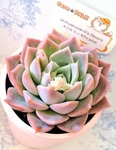 2026年最新】ファームパルクさん苗の人気アイテム - メルカリ