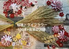 稲穂　ドライフラワー　お正月飾り　しめ縄　（100本＋おまけ）