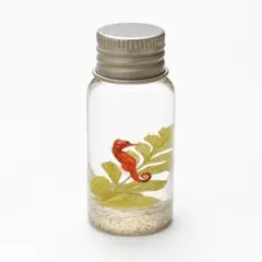 씨호스 하바리움 미니 보틀