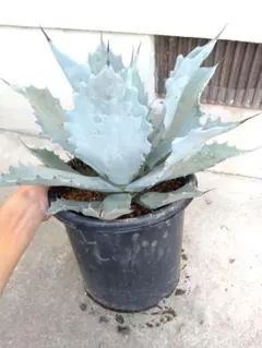 ☆テマカプリネンシス☆ 7号鉢　美株 ☆テマカプリネンシス☆ 7号鉢 美株