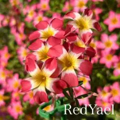 【球根】 オキザリス Oxalis RedYael 2のサムネイル
