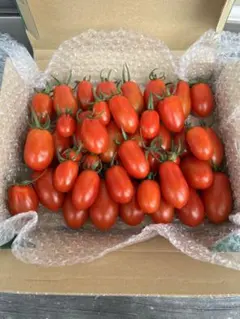 岩手県産 農薬不使用　ミニトマト　約１Ｋg アイコ ふぞろいのサムネイル