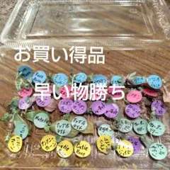 エケベリア40枚セット