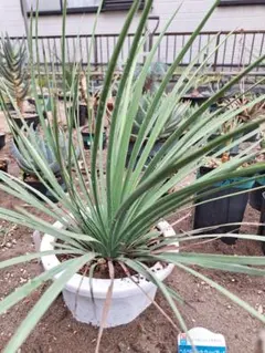 ノリナ エクセルサ 8号 120cm Nolina excelsa - メルカリ