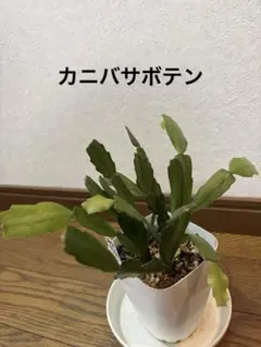 カニバサボテン　シャコバサボテン　赤花　抜き苗のサムネイル