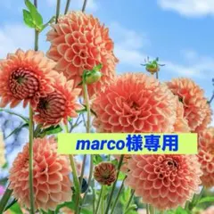 marco様 リクエスト 4点 まとめ商品