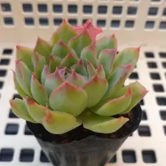 2025年最新】多肉植物シムランスの人気アイテム - メルカリ