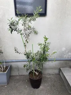 オリーブの木 ネバディロブランコ テラコッタ鉢植え 苗 苗木 - メルカリ
