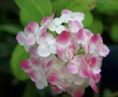 2025年最新】天使のほっぺ苗の人気アイテム - メルカリ