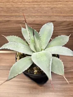 2026年最新】トランカータ 実生の人気アイテム - メルカリ