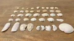 Item thumbnail for item 7a7f01fd-16da-4215-bf7a-83f395c19857