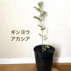 Akiko@y様 リクエスト 2点 まとめ商品