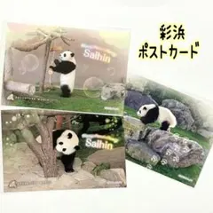 永明からつながるスマイルストーリー アドベンチャーワールド パンダ　ポストカード m60874036325_1.jpg?1705901791