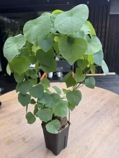 塊根植物 ディオスコレア エレファンティペス アフリカキッコウリュウ
