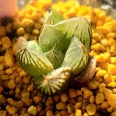 951 ナイルの一滴実生多肉植物 ハオルチア アロエ - メルカリ