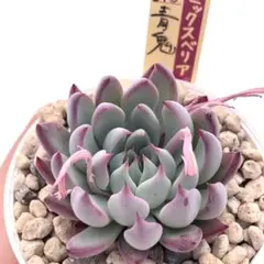 ど*や様 ミックスベリア 青鬼 多肉植物 おらいさん 自家繁殖