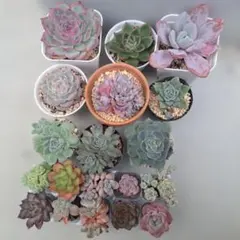 ラ*ー様 多肉植物　韓国苗　19種類 寄せ植え セダム まとめ