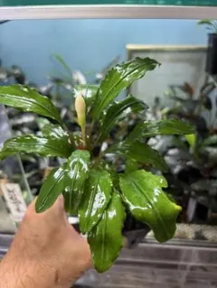 ブセファランドラ Bucephalandra 