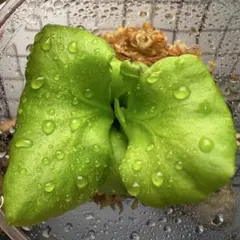 2025年最新】リドレイ パカランの人気アイテム - メルカリ