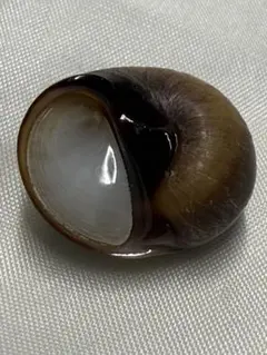 貝殻　クチグロタマガイ　蓋付