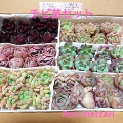 多肉植物エケベリア☆チビ苗セット☆