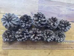 まつぼっくり　処理済み　約4cm 以上　１０個