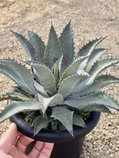 2026年最新】マンフレダの人気アイテム - メルカリ