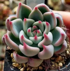 【ルイパパさん苗】ポルボローネ実生【札付き】希少苗 ルイパパさん苗】ポルボローネ実生【札付き】希少苗｜Yahoo!フリマ（旧