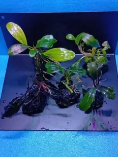陰性水草の王様的存在【ブセファランドラ】カユラピス3 - メルカリ