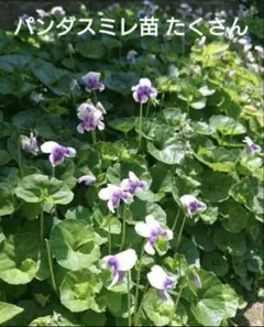 2025年最新】ツマグロヒョウモン 餌の人気アイテム - メルカリ