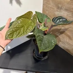 2026年最新】anthurium luxuriansの人気アイテム - メルカリ
