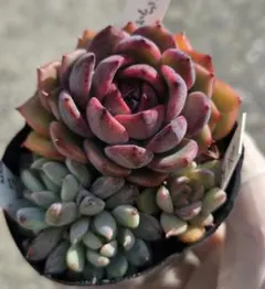 2026年最新】リエール 多肉植物の人気アイテム - メルカリ