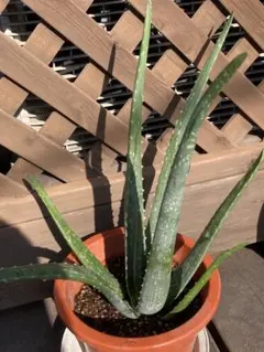 アロエ　ベラ　ポット苗1個♪♪無農薬栽培　抜き苗