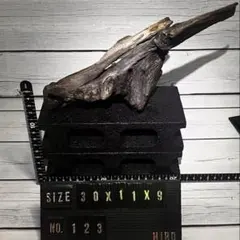 北海道産 天然流木 アクアリウム 沈水確認済み NO.124 - メルカリ