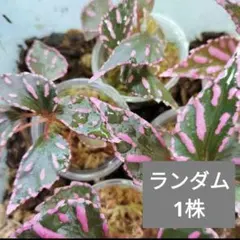 ベゴニア ジュラウ ぼっち株　1株のサムネイル