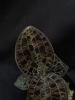 まぬけ様 リクエスト 2点 まとめ商品