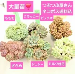 ㉟大量苗6種❣️ジェシー❣️ミルク牡丹❣️ピノチオ❣️つぶつぶ屋さんネコポス込のサムネイル