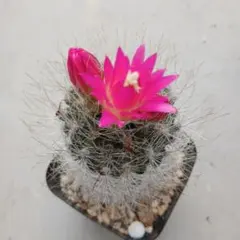 サボテン 帝冠 花付き 美株 良形 発根済 鉢ごと発送① - メルカリ