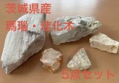 2026年最新】珪化木 茨城の人気アイテム - メルカリ